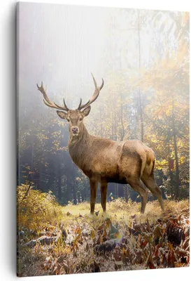 Produktbild von Bild auf Leinwand - Leinwandbild - Einteilig - Licht Hirsch Wald - 50x70cm - Wand Bild - Wanddeko - Wandbilder - Leinwanddruck - Kunstdruck - Wanddekoration - Leinwand bilder - Wandbild - PA50x70-4452