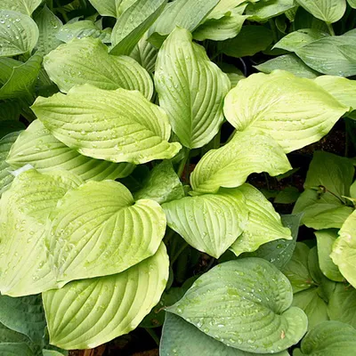 Obrázok produktu pre 6 x ľalie Funkie  - Hosta 'Honeybells'  | Kvetináč 9 cm x 9 cm