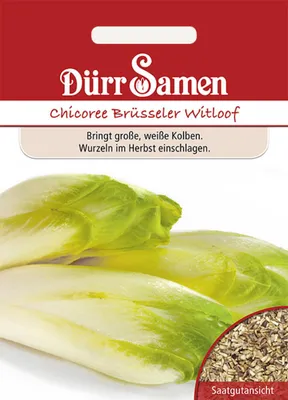 Produktbild von Dürr-Samen - Chicoree Brüsseler Witloof - Saatgut - 0503