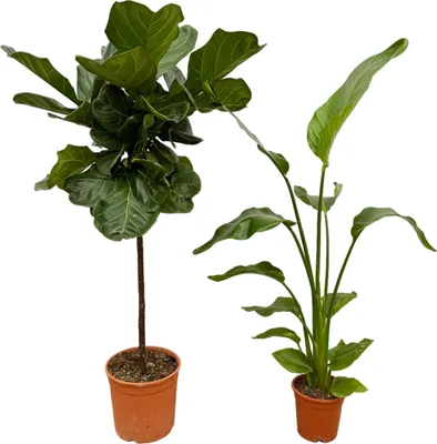Produktbild von Trendyplants - Strelitzia Nicolai - 130 cm - Ø17cm + Ficus Lyrata Stamm - 130 cm - Ø24cm