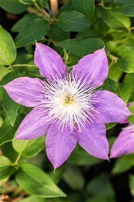 Immagine prodotto di Waldrebe 'Crystal Fountain'® Clematis Hybride 'Crystal Fountain' 2L 60- 100