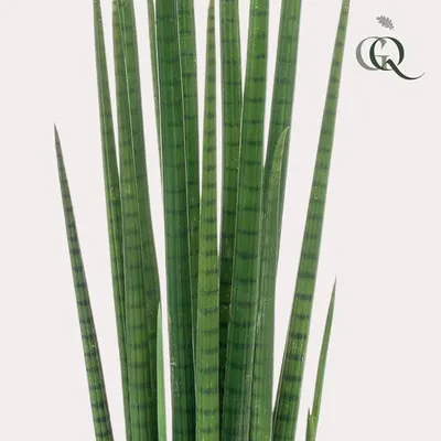 Obrázok produktu pre Umelá rastlina Sansevieria Cylindrica (ženský jazyk) ↕70 cm – dekoratívna rastlina, ktorá nevyžaduje žiadnu starostlivosť