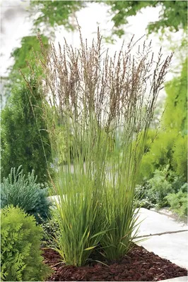 Produktbild von Stauden Gänge 1 x Molinia caerulea 'Heidezwerg' im 1 Liter Topf - Kleines Pfeifengras - Filigrane Schönheit im Miniaturformat - Winterhart