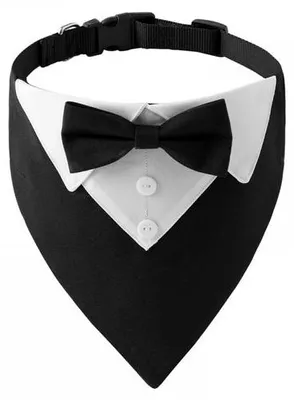 Image de Collier pour chiens/chats - Bandana réglable - Collier en feutre/tissu - Mariage/photographie - Collier en polyester fin/clair - Collier pour petits chiens