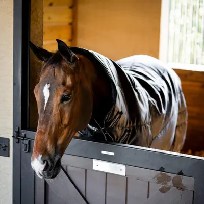 Image de Horseware Amigo Ripstop Insulator Plus Stable 200g - Taille 155 - Noir