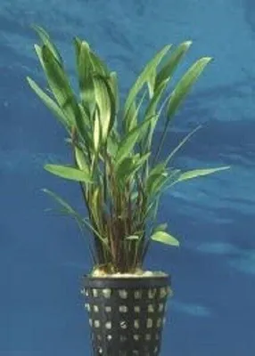 Produktbild von Cryptpcotyne lucens Schmalblättriger Nevilii Wasserkelch Wasserpflanze