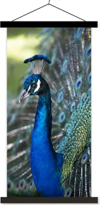 Produktbild von MuchoWow® Textilposter Pfau - Vögel - Blau 90x180 cm mit schwarzem Rahmen - Dekoration Wohnzimmer