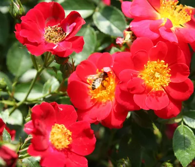 Produktbild von Dehner Rose Bodendeckerrose Bienenweide®, Züchter Tantau, ungefüllte rote Schalenblüten, duftend, insektenfreundlich, 15-30 cm, 4 l Topf