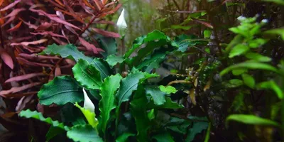 Produktbild von Aquarium Pflanze Bucephalandra pygmaea 'Bukit Kelam' Tropica Nr.139 Wasserpflanzen Aquarium