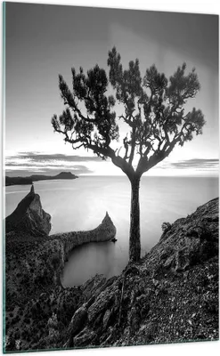 Produktbild von Bilder auf glas - Einteilig - Baum Schwarzweiß Ansicht - 70x100cm - Glasbilder - Wandbilder - Bilder - zum Aufhängen bereit - Wanddekoration aus Glas - Glas Bilder - Wandbild auf Glas - GPA70x100-4297
