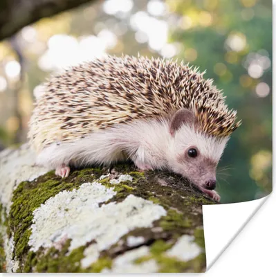 Produktbild von MuchoWow® Poster Igel - Weiß - Baumstamm 50x50 cm - Wohnzimmerdekoration