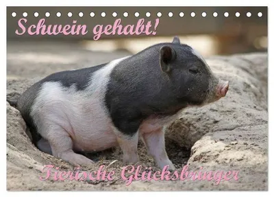 Produktbild von Schwein gehabt! (Tischkalender 2026 DIN A5 quer), CALVENDO Monatskalender