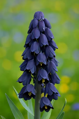 Produktbild von Blumenzwiebeln „Cœur d'exotisme“ – Kaiserkrone (Fritillaria persica, lila, 5 Stück)