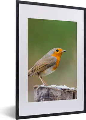 Produktbild von MuchoWow® Gerahmtes Poster Tiere - Vogel - Rotkehlchen 40x60 cm - Poster mit Schwarzem Bilderrahmen Wandposter Rahmen Foto Bilder - Poster in Rahmen