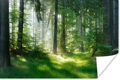Produktbild von MuchoWow® Poster Natur - Bäume - Wald - Grün - Sonne - Gras - Pflanzen 180x120 cm - Fotoplakat
