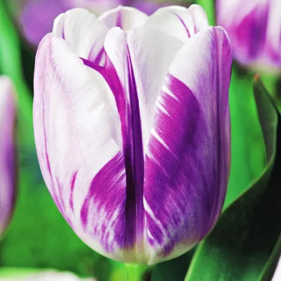 Obrázok produktu pre Tulipány Cibuľky Cibuľky Kvety Triumf Tulipán Plamienok Vlajka 5 ks.