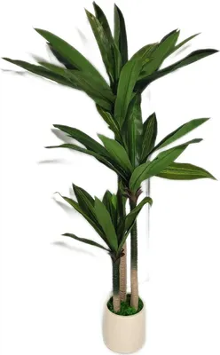 Image de Kazeila : Dracena artificiel 150 cm - Grande plante artificielle en plastique