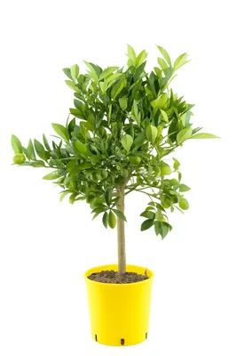 Produktbild von Italienische Limequat Eustis 70–100 cm – Citrus x floridana, winterharte Zitruspflanze, essbare Früchte, Kübelpflanze Terrasse Balkon