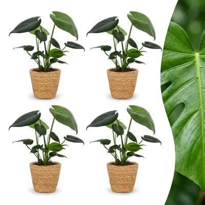 Produktbild von Green boutiQ - Monstera Deliciosa - Fensterblatt - 4 Pflanzen - mit Korb - Topf 12cm - Höhe 30cm