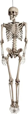 Produktbild von Boland 74515, Party-Türdekoration, Halloween, Skeleton, 180 mm, 380 mm, 800 mm