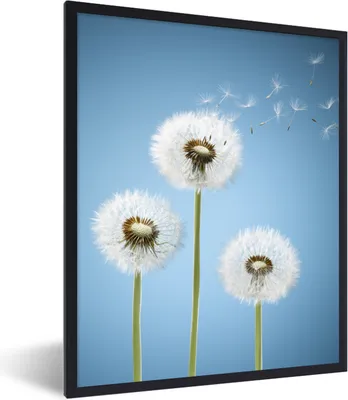 Produktbild von MuchoWow® Gerahmtes Poster Illustration - Löwenzahn - Saatgut 30x40 cm - Poster mit Schwarzem Bilderrahmen Wandposter Rahmen Foto Bilder - Wanddeko - Kunstdrucke