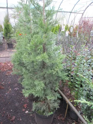 Produktbild von Juniperus chinensis Keteleeri - Säulenwacholder Keteleeri - 100-125cm