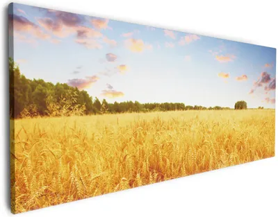 Produktbild von Wallario Premium Leinwandbild Weizenfeld unter blauem Himmel in Größe 60 x 150 cm