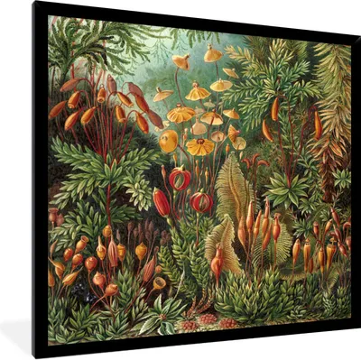 Produktbild von MuchoWow® Gerahmtes Poster Muscinae - Ernst Haeckel - Alte Meister 40x40 cm - Poster mit Schwarzem Bilderrahmen Wandposter Rahmen Foto Bilder - Mit Rahmen - Wanddekoration Schlafzimmer