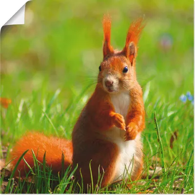 Produktbild von ARTland Poster Eichhörnchen Kontakt Größe: 50x50 cm