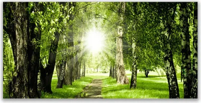Produktbild von Glasbilder 140x70 Wandbild Druck auf Glas Wald Sonne Fußpfad Natur