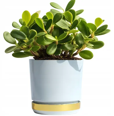 Produktbild von Kerd Doniczka DUO Weiß-Gold 14 cm Glamour Hochglanz