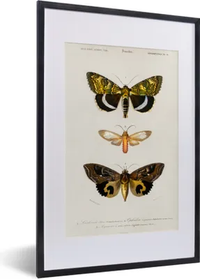 Produktbild von MuchoWow® MuchoWow® Gerahmtes Poster Schmetterling - Vintage - Insekten 40x60 cm - Poster mit zchwarzem Bilderrahmen - Poster in Rahmen