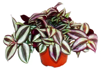 Produktbild von Exotenherz Dreimasterblume Tradescantia zebrina pflegeleichte hängende Zimmerpflanze 12cm Topf
