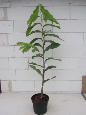 Produktbild von Asimina triloba Susquehanna ® Peterson Pawpaws ® - Indianerbanane Paupau 80-100cm