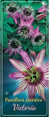 Produktbild von Passionsblume Passiflora Victoria – exotische Kletterpflanze, mehrjährig, ca. 30 cm – winterhart & bienenfreundlich