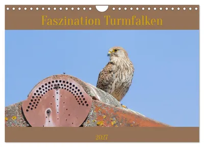 Produktbild von Faszination Turmfalken (Wandkalender 2027 DIN A4 quer), CALVENDO Monatskalender