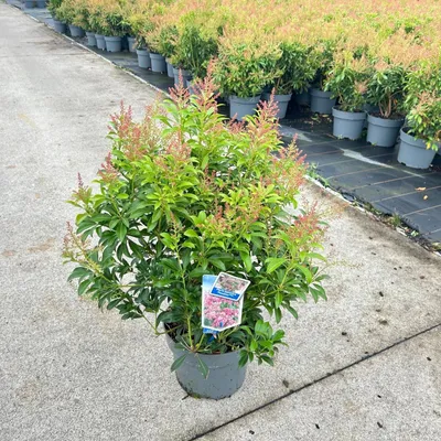 Zdjęcie produktu dla Pieris jap. 'Passion' PBR – dzwonek cieniolubny | 30–40 cm w doniczce