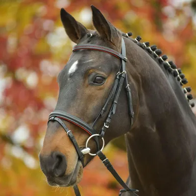 Produktbild von Trensenzaum Diamond schw/rot Pony