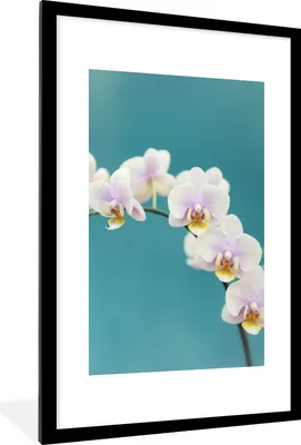 Produktbild von MuchoWow® Gerahmtes Poster Orchidee - Blumen - Pflanze - Weiß - Lila 60x90 cm - Poster mit Schwarzem Bilderrahmen Wandposter Rahmen Foto Bilder - Dekoration - Wandposter Wohnzimmer - Hochwertig
