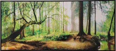 Obrázek produktu pro Obraz SHADOW 59x134cm Les