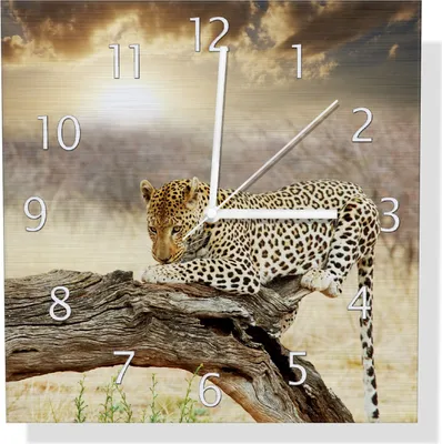 Produktbild von Wallario Design Wanduhr Leopard auf Baumstamm in Afrika aus Aluverbund, Größe 30 x 30 cm