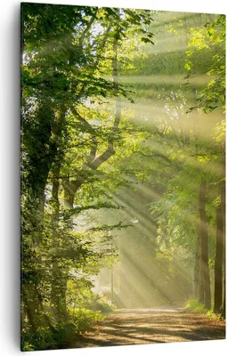 Produktbild von Bild auf Leinwand - Leinwandbild - Einteilig - Wald Baum Natur - 80x120cm - Wand Bild - Wanddeko - Wandbilder - Leinwanddruck - Kunstdruck - Wanddekoration - Leinwand bilder - Wandbild - PA80x120-3661