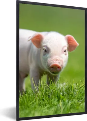 Produktbild von MuchoWow® Gerahmtes Poster Ferkel - Kaninchen - Tiere 40x60 cm - Poster mit Schwarzem Bilderrahmen Wandposter Rahmen Foto Bilder - Papierdruck - Wandbilder