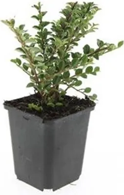 Teppichbeere Gaultheria Procumbens - 3 Pflanzen Set, Winterhart, Mit Roten Beeren