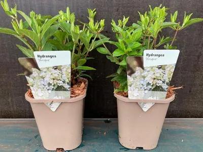 Obrázek produktu pro 3 kusy Hydrangea paniculata Unique 30-50 cm panicle hortenzie opadavý keř
