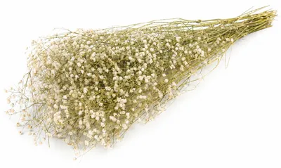Produktbild von Schleierkraut getrocknet im Bund 50-60cm Gypsophila Trockenblumen 10 Farben, Farbe:Natur