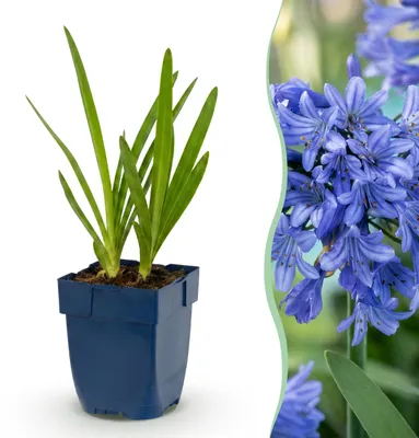 Produktbild von Agapanthus africanus – Afrikanische Lilie – Bienen- und Schmetterlingsmagnet – Blau – 24 Pflanzen - 15-25cm - Ø11cm - Gartenpflanze