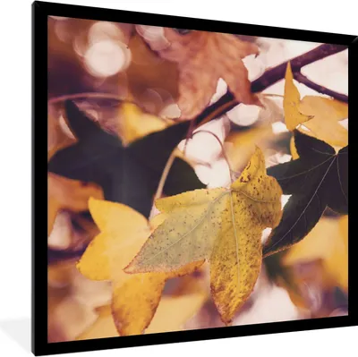 Produktbild von MuchoWow® Gerahmtes Poster Blätter - Ahorn - Herbst - Jahreszeiten 40x40 cm - Poster mit Schwarzem Bilderrahmen Wandposter Rahmen Foto Bilder - Mit Rahmen - Wanddekoration Schlafzimmer