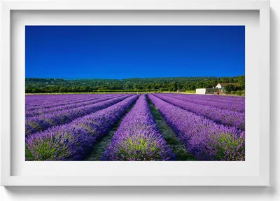 Produktbild von Lavendelfeld in der Provence– Wandbild mit Rahmen – Gerahmtes Bild  – Wanddekoration – 60x40 cm –  Schwarz Rahmen