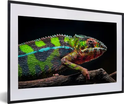 Produktbild von MuchoWow® MuchoWow® Gerahmtes Poster Buntes Chamäleon schaut sich um 60x40 cm - Poster mit zchwarzem Bilderrahmen - Schlafzimmer - Plakat in Rahmen - Drucken